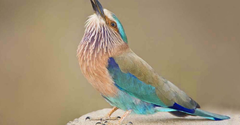 An Indian Roller perches with its head tilted upward