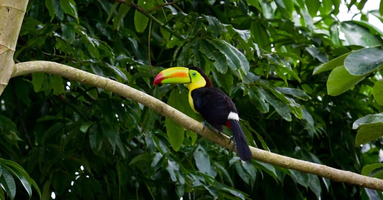 A Keel-billed Toucan perches in a tree branch