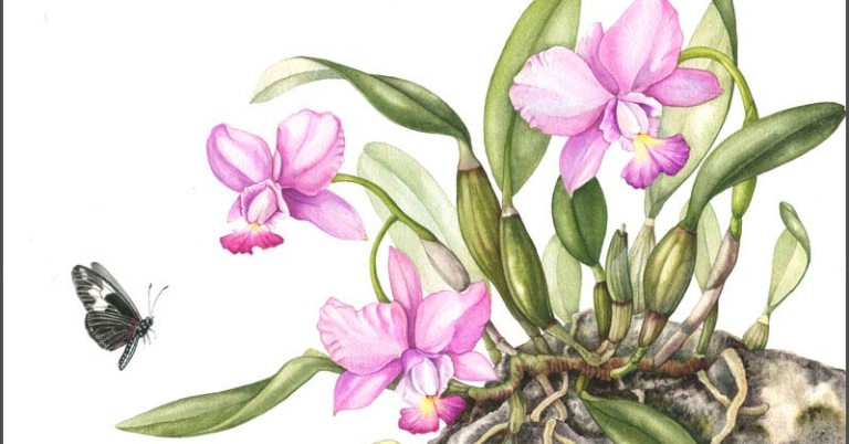 illustration of flowering orchids and a butterfly