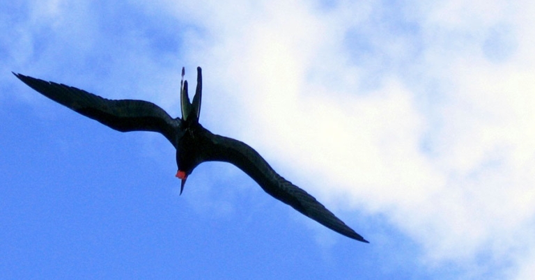 Silhouetted underside of a frigatebird in flight, with the sky and a few small clouds in the background