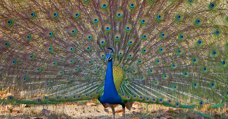 Partial view of a male peacock with its tail feathers fully fanned out
