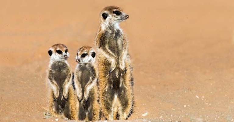 One adult and two juvenile meerkats stand upright on a sandy surface