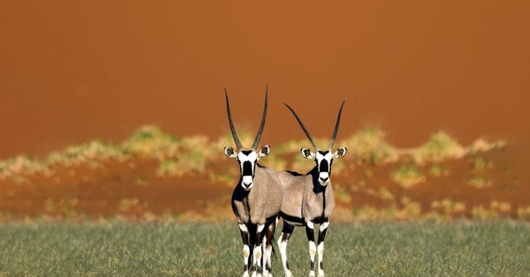 Two oryx antelopes stand facing forward on a grassy area with a large sand dune behind them