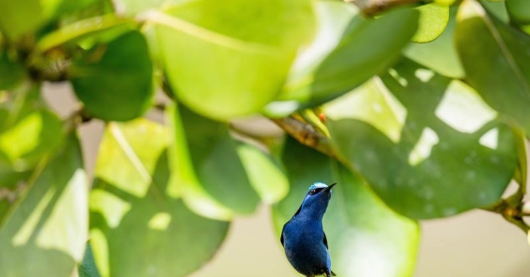 bird perched on a branch