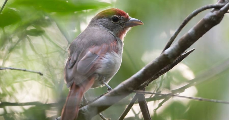 A Rose-throated Tanager perches on a small branch