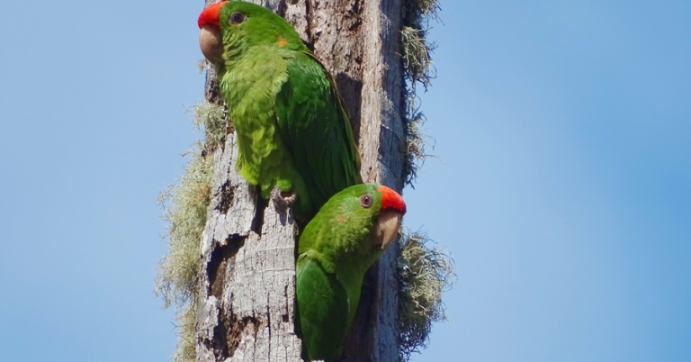 Scarlet-fronted Parakeets resting in a tree trunk