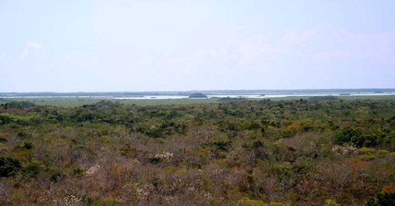 Landscape of dry forest with ocean in the background