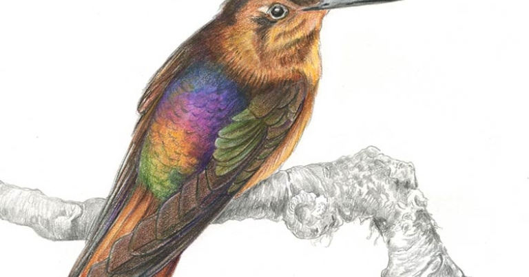 illustration of a bird