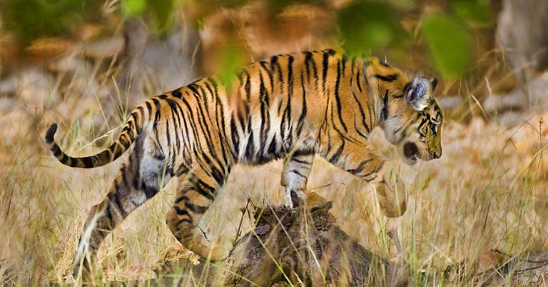 A young tiger walks over a rock in grassy terrain