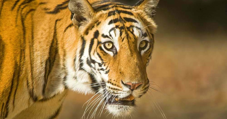 Head and upper body of tiger