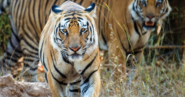 A tiger walks toward the camera with another tiger in the background