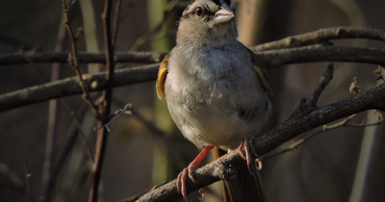 Tocuyo Sparrow perched on a branch