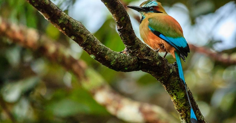 A Turquoise-browed Motmot with long tail feathers perches on a small branch