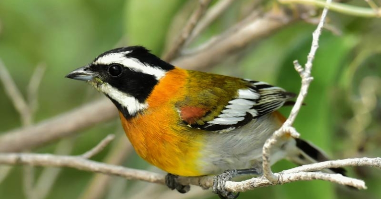 bird perched on a branch