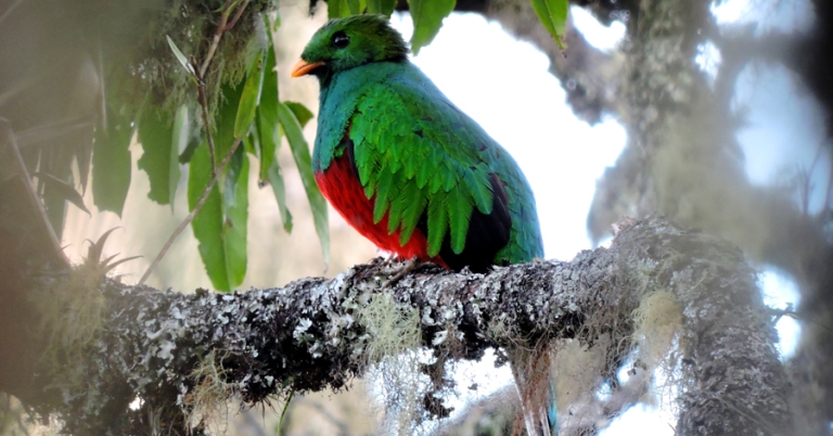 White-tipped Quetzal perched on a branch