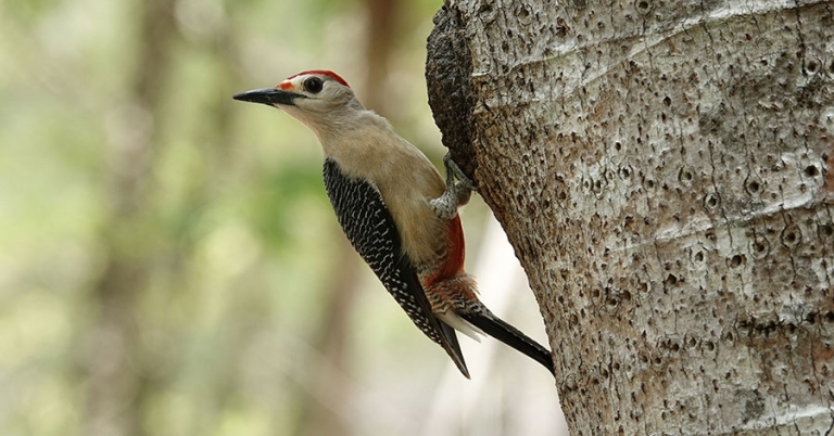 A Yucatán Woodpecker clings to the side of a tree trunk