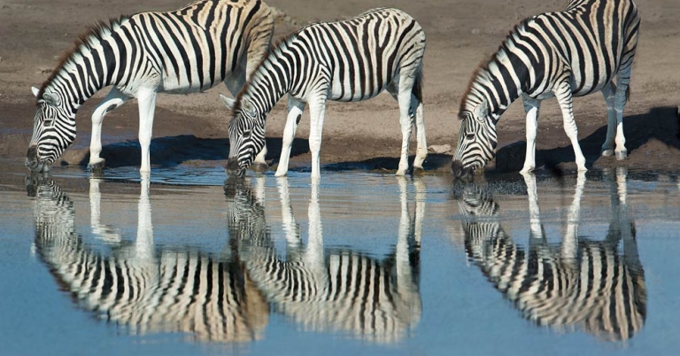 Three zebras standing in a row drink from a pool of water with their reflections visible