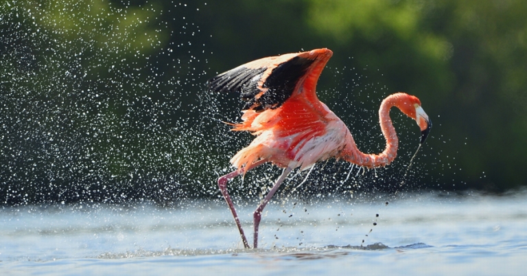 American Flamingo running on water