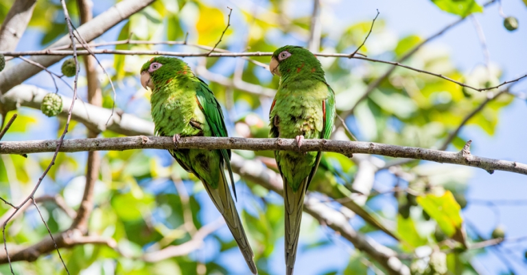 Cuban Parakeets perched on a branch