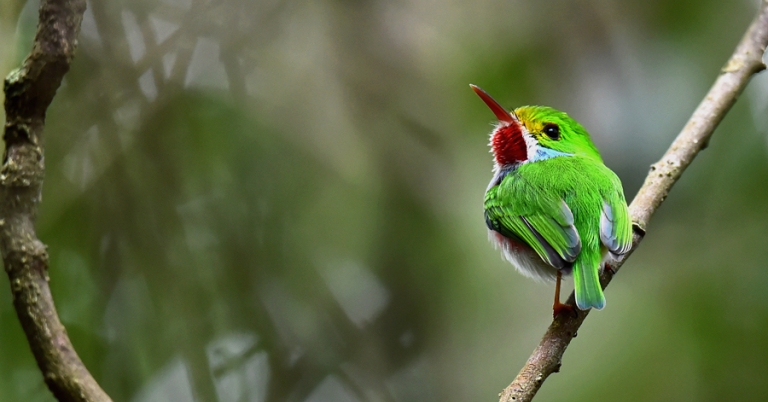 Cuban Tody perched on a branch