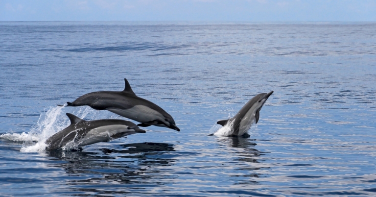 Dolphins jumping in the water in the Pacific Coast of Costa Rica