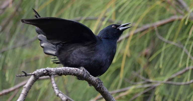 bird perched on a branch