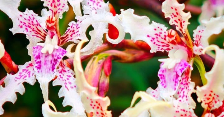 close-up image of flowers