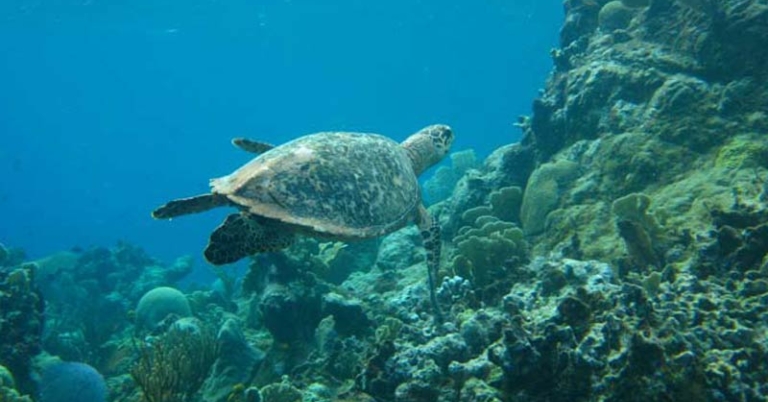 underwater photo of sea turte