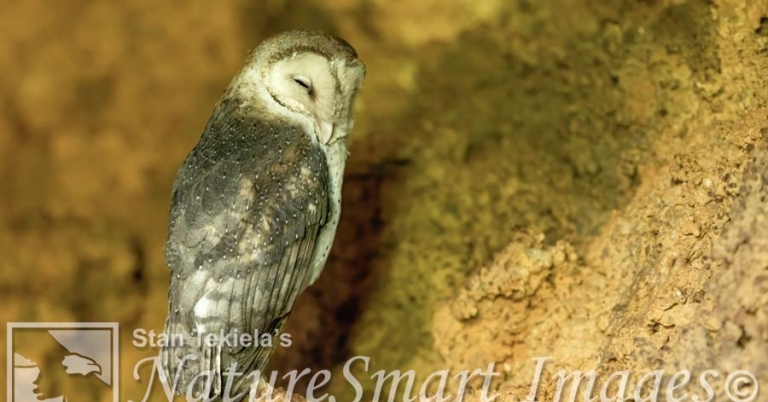 An American Barn Owl sits on a rocky surface with its closed eyes