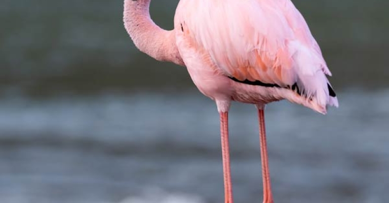 An American Flamingo stands on a sandy shore with out-of-focus surf in the background