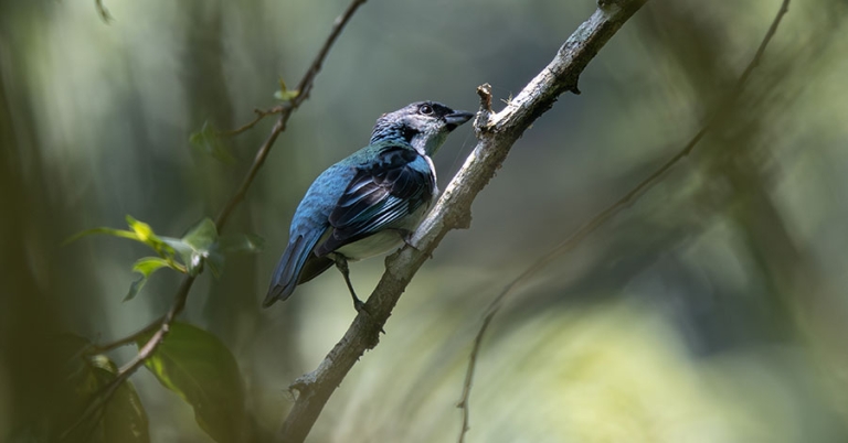 An Azure-rumped Tanager perches on a thin branch