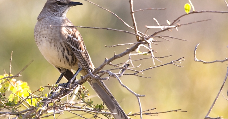 Bahama Mockingbird perched on a branch