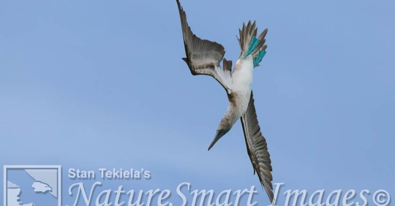 A Blue-footed Booby dives downward with its wings outspread