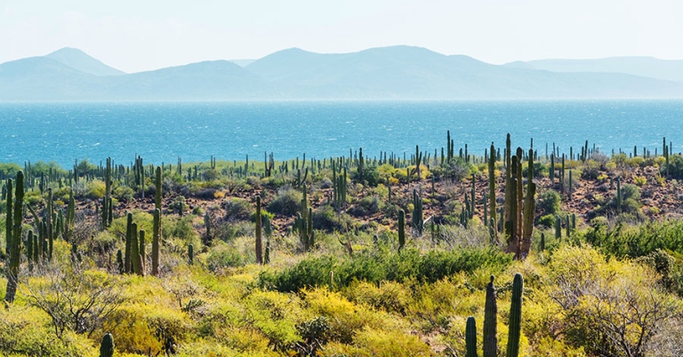 A landscape of tall cacti and other arid vegetation with ocean and mountains in the background