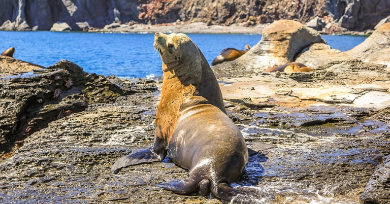 A large California sea lion looks over its shoulder while resting on a rocky ocean shore
