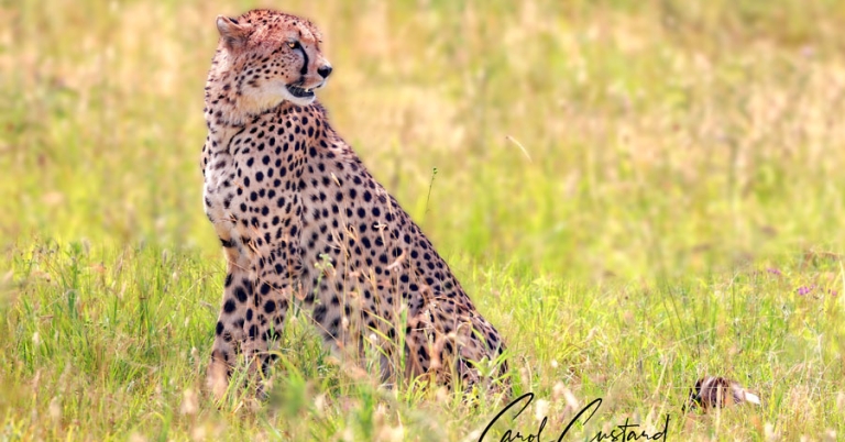 A cheetah sits in the grass, looking back over its shoulder
