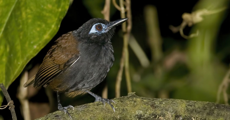 A Chestnut-backed Antbird perches on a small branch surrounded by leaves