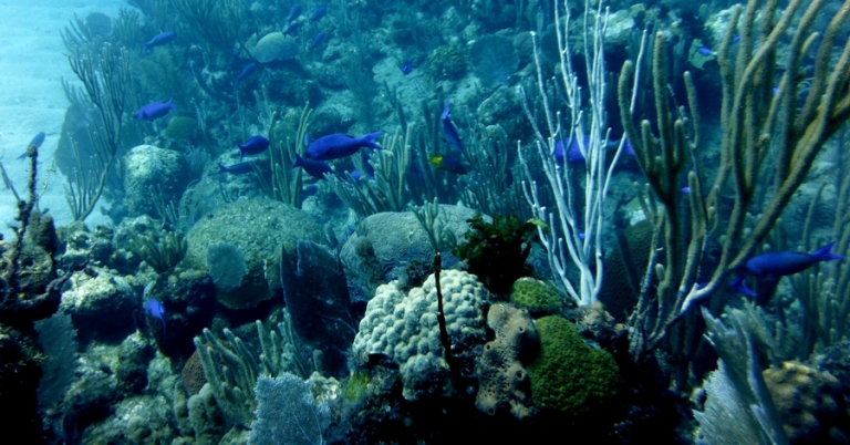 Snorkeling in Cuba's coral reef
