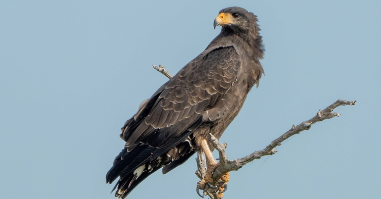 Cuban Black Hawk perched on a branch