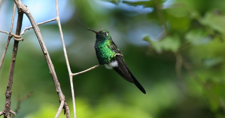 Cuban Emerald perched on a branch