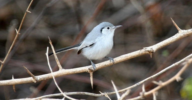 Cuban Gnatcatcher perched on a branch