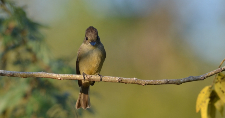 Cuban Pewee perched on a branch