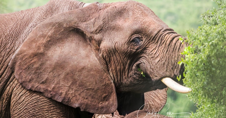 An elephant's head and tusks, with its trunk hidden behind shrubbery
