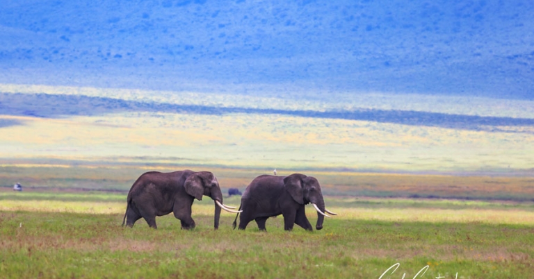 Two elephants walk through grass in the middle distance, with a sloping hill behind them