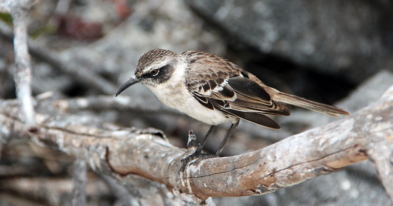 A Galapagos Mockingbird sits perched on a branch