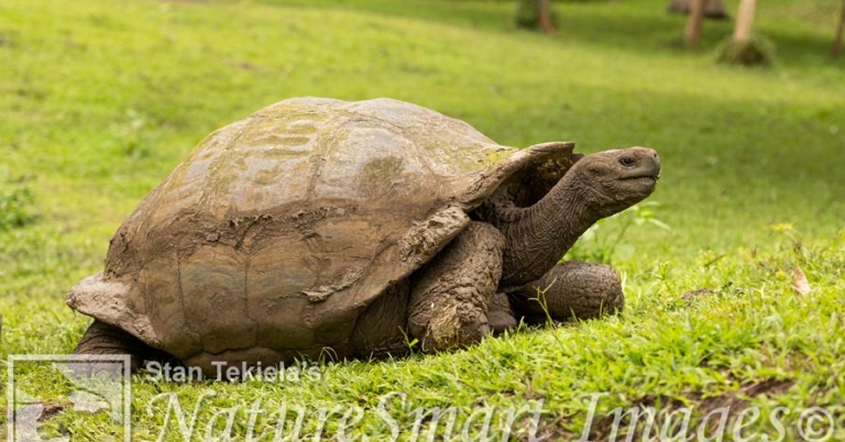 Side view of a Galápagos giant tortoise on a grassy landscape