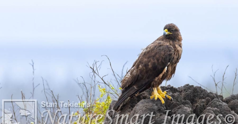 A Galápagos Hawk perches on a rocky formation