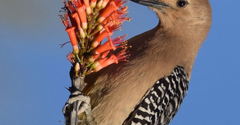 A Gila Woodpecker perches upright on a flowering stalk