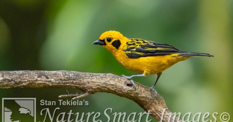 A Golden Tanager perches on a small branch