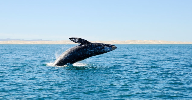 A gray whale leaps partially out of the ocean